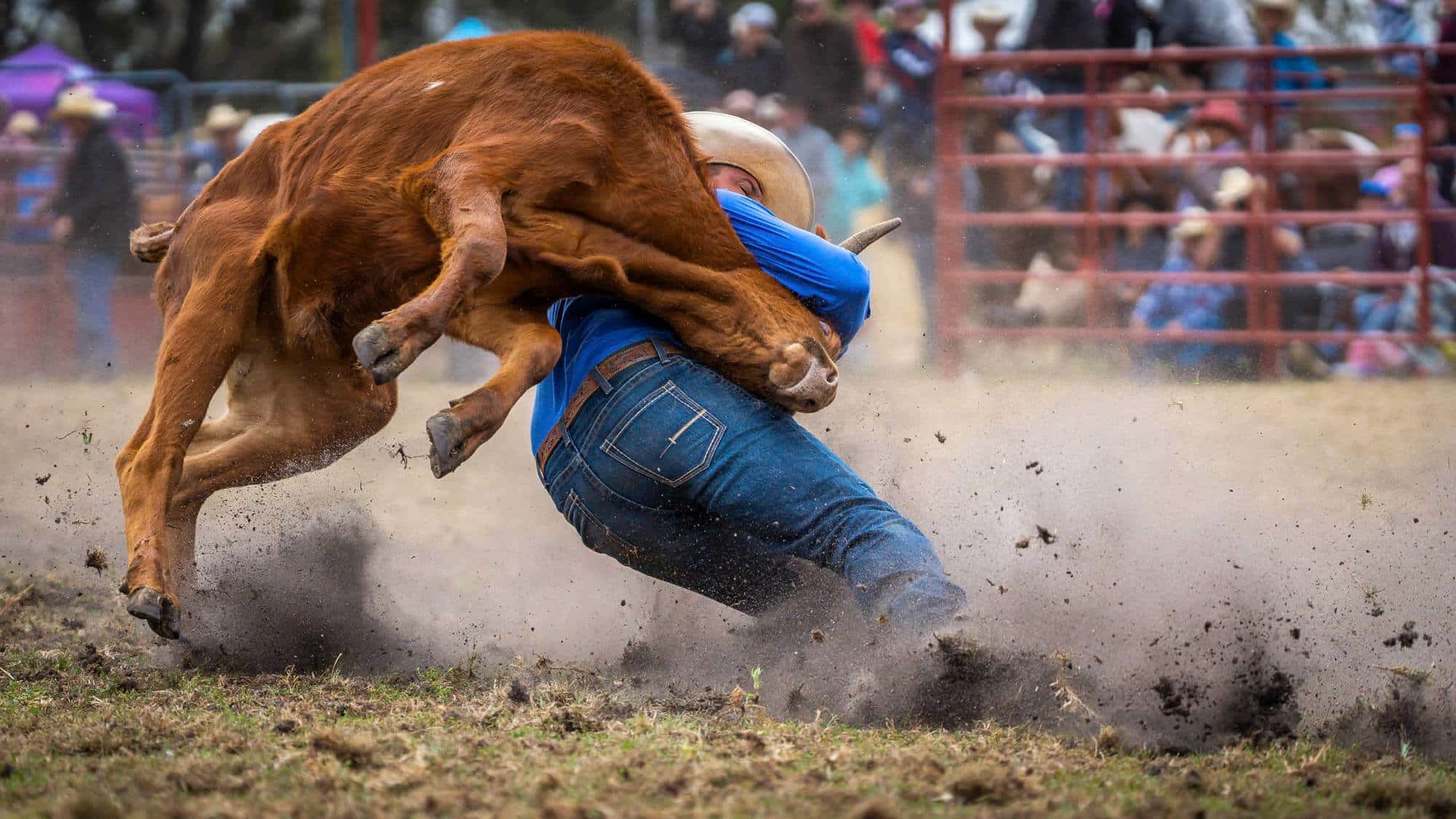 A cowboy wearing a blue shirt and jeans wrestles a calf to the ground in a dusty rodeo arena, with spectators watching from behind red fencing in boise id